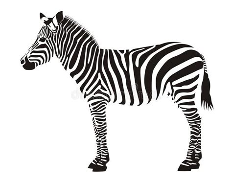 Zebra. Black and white illustration. Zebra consist from black stripes # ...