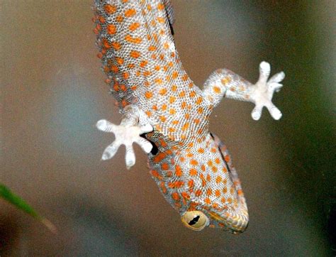 Scientists Create Adhesives Inspired by Lizards' Sticky Feet