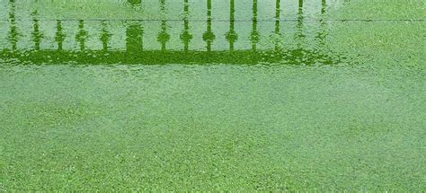 Artificial Grass Drainage Problems and Why They Happen - FS UK