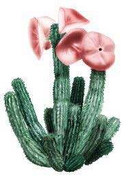 Hoodia gordonii Cactus Diet Pill for weight loss