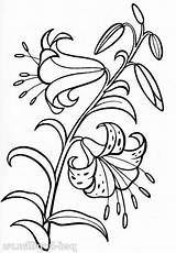 Lilie Giglio Kolorowanki Lilium Ausmalbild Kolorowanka Lilii  sketch template