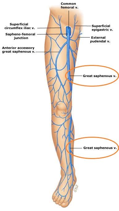 What Is The Great Saphenous Vein's Function | USA Vein Clinics