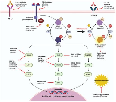 Cells | Free Full-Text | KRAS-Mutant Lung Cancer: Targeting Molecular and Immunologic Pathways ...