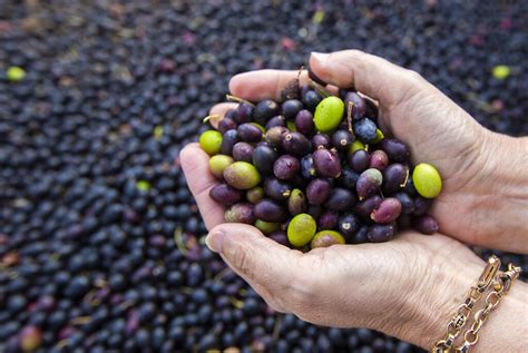 Deep freeze kills Solano County olive harvest, but Napa–Sonoma fares much better