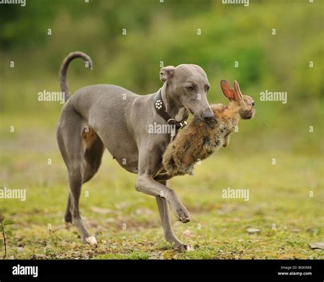 whippet dogs hunting rabbits Stock Photo, Royalty Free Image: 27480216 ...