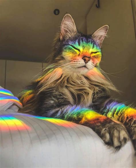 Rainbow Kitten : r/MadeMeSmile