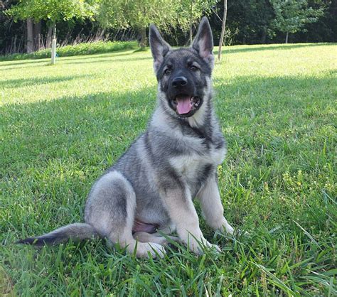 Black And Silver German Shepherd Puppies - Pets Lovers