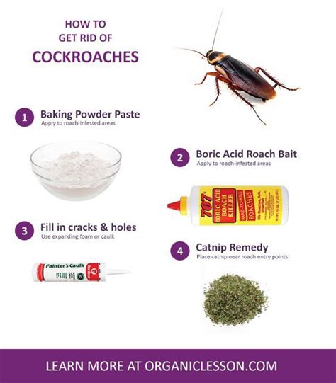 How to Get Rid of Roaches Overnight with Natural Home Remedies | Pest control, Diy pest control ...