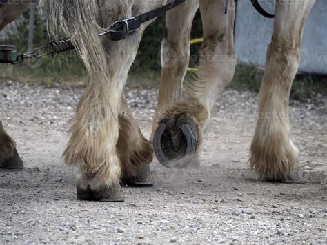 draft working horse hoof close up detail 11969526 Stock Photo at Vecteezy