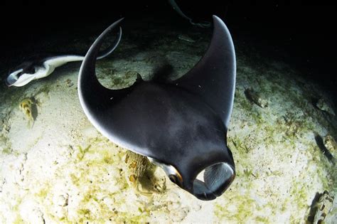 Munk's Pygmy Devil Ray (Mobula munkiana) Species Guide — Manta Trust