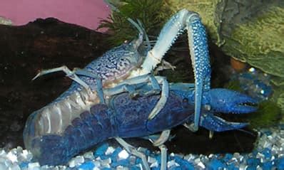 Breeding and Life Cycle of Crayfish - Shrimp and Snail Breeder