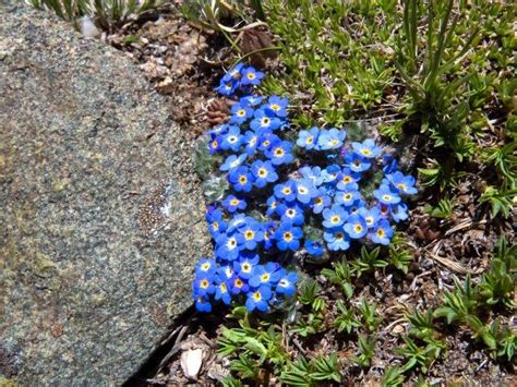 Alpine blooms in Rocky Mountain National Park - Roaming Owls