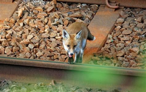 Premium Photo | Urban fox cubs exploring