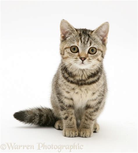 Brown spotted tabby kitten, sitting photo WP11798