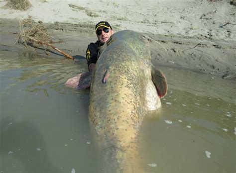 Monster Wels Catfish Caught, Is It A Record?