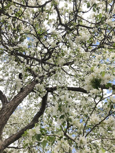 Crabapple blossoms stock image. Image of crabapple, tree - 235431345