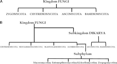 Kingdom Fungi Classification