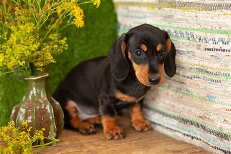 Beautiful Dachshunds – Kellys Kennels