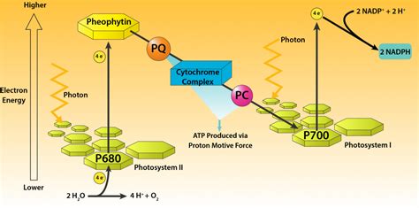 Phototrophy – General Microbiology