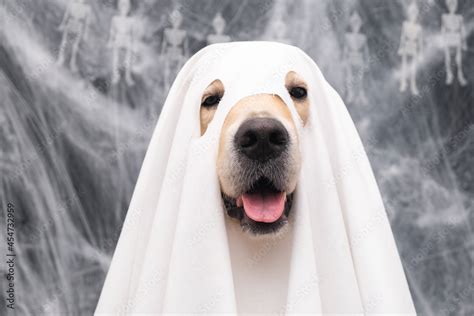 Cute Halloween ghost dog. Golden retriever in a ghost costume sits on a black background with ...