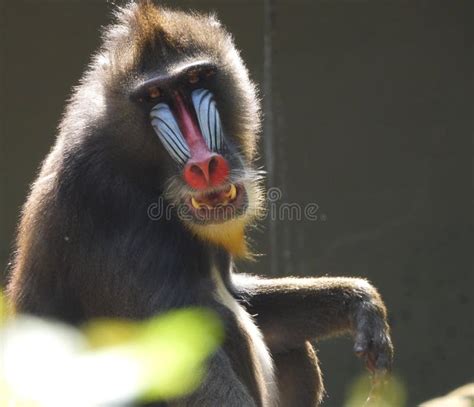 Mandrill Baboon Teeth