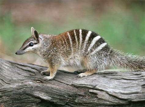 Numbat « Australian Animals