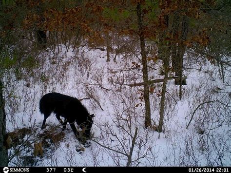 Black coyote on trailcam? - General Hunting Discussion - NJ Woods & Water