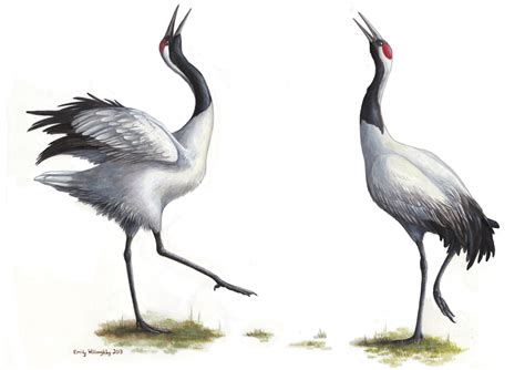 Dancing Red-crowned Cranes – Emily Willoughby Art