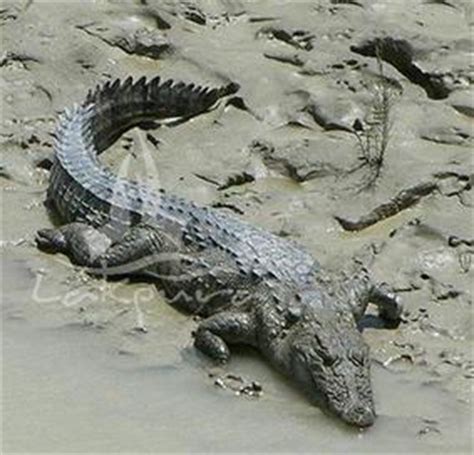 Mugger Crocodile facts, pictures, videos and more - Crocodile Facts