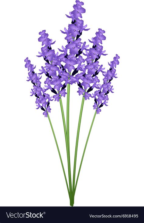 Bunch of Purple Lavender Flowers Royalty Free Vector Image