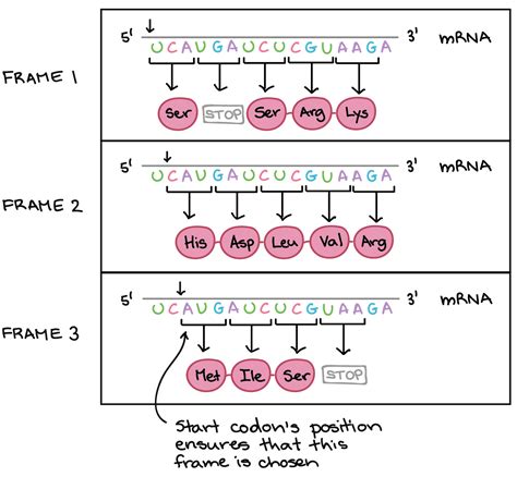 The genetic code & codon table (article) | Khan Academy | Templates, Mrna sequence, Stop codon