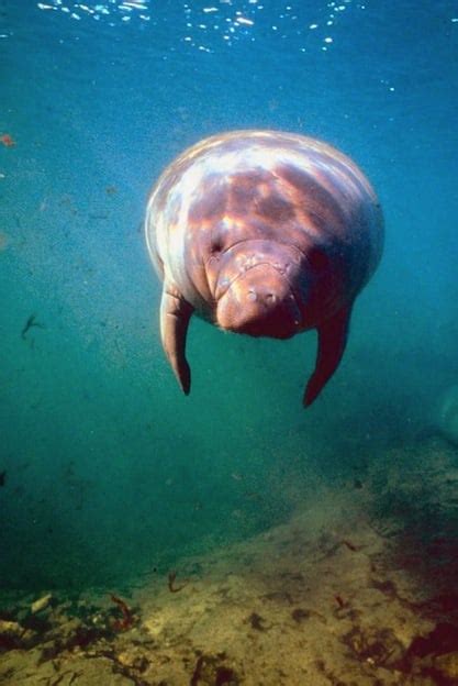 African Manatee - Manatee Facts and Information