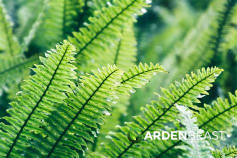 How to Propagate Ferns: Here's Everything You Need to Know