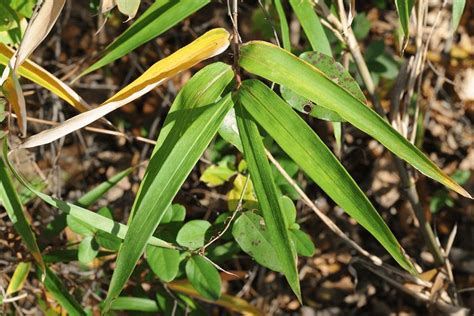 What Bamboo Grows Well In Swampy Soil? | Bamboo Plants HQ