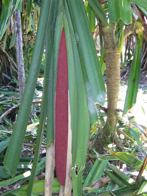 HEALTHY LIFE: Treating AIDS in Papua Red Fruit