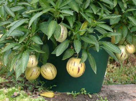 Growing exotic fruits (Pepino melons) in a container Fruit Trees In ...