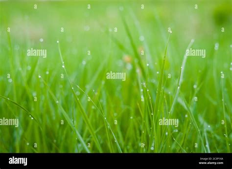 Green grass with dew drops Stock Photo - Alamy