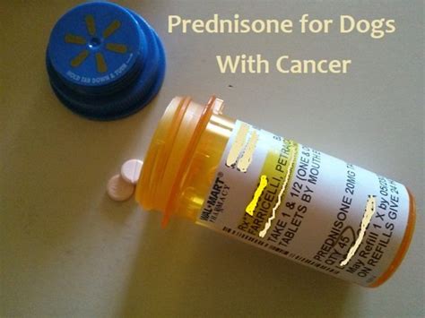 Prednisone for Dogs With Cancer | PetHelpful