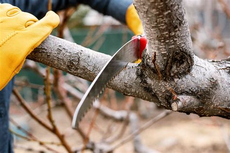 How to Use a Pruning Saw for Trees and Shrubs