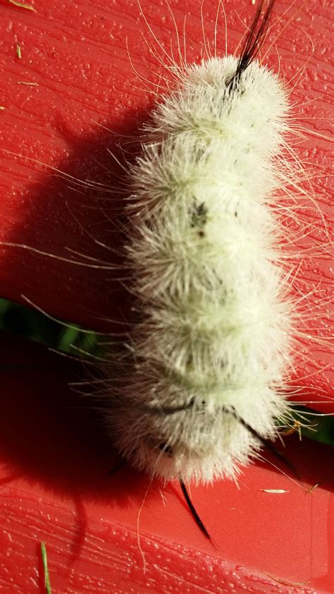 fuzzy white caterpillar | Maine | Pinterest