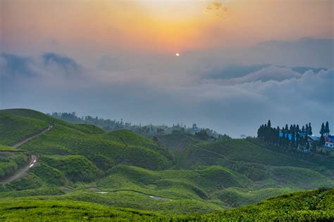 More Than Just a Drink | Our Trip To The Ilam Tea Gardens - Nepali Tea Traders