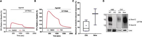 CFTR function and protein expression in fetal lung epithelial ...