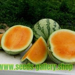 Orange Watermelon Seeds Tendersweet - Price €2.25