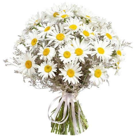 Daisy Arrangements and Bouquet Ideas