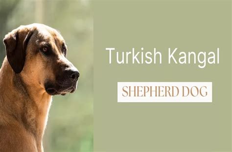 Meet the Majestic Turkish Kangal Shepherd Dog - Trip Turkey