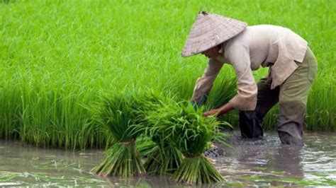 Keutamaan Bertani dan Bercocok Tanam | Indonesia Berbagi