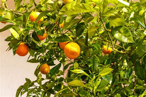 Bitter orange: growing Seville oranges - Plantura