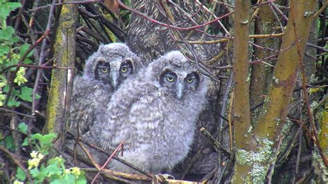 Owl Nest Cam - Live video of baby Long-Eared owls | Explore.org