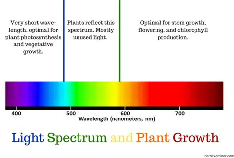 Everything You Need to Know About Grow Lights – The Ultimate Guide ...