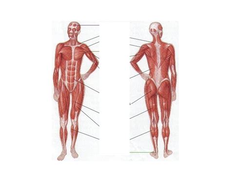 Human Body Muscle Diagram Quiz